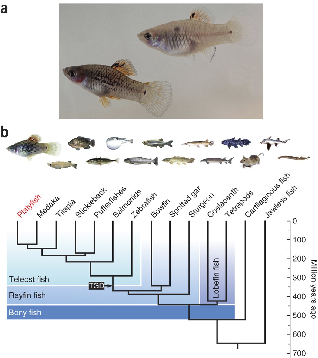 The genome of the platyfish, Xiphophorus maculatus, provides insights into  evolutionary adaptation and several complex traits | Nature Genetics