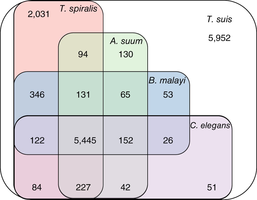 Genome And Transcriptome Of The Porcine Whipworm Trichuris Suis Nature Genetics Genome And Transcriptome Of The Porcine Whipworm Trichuris Suis Nature Genetics