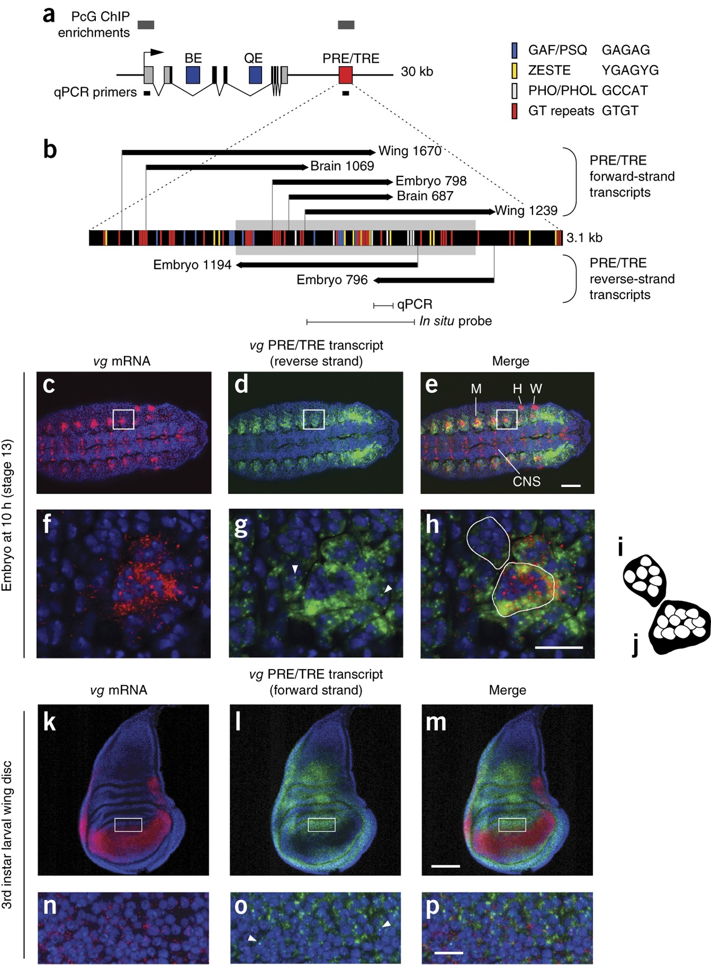 A strand-specific switch in noncoding transcription switches the function  of a Polycomb/Trithorax response element | Nature Genetics