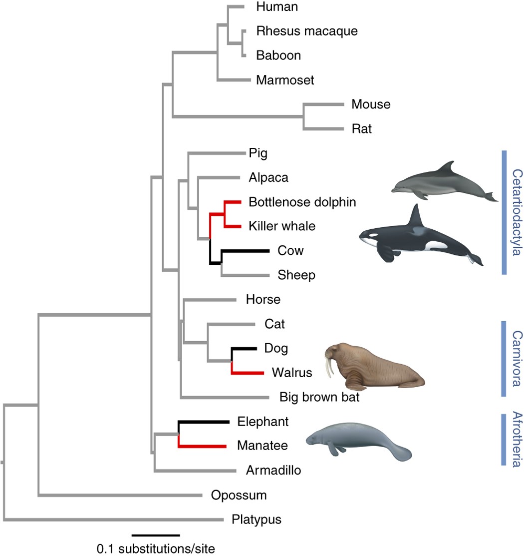 Convergent evolution of the genomes of marine mammals | Nature Genetics
