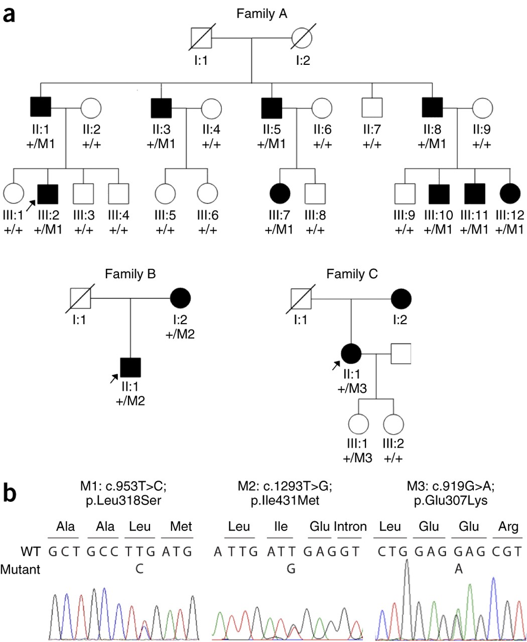 rr mii m3 fitness band