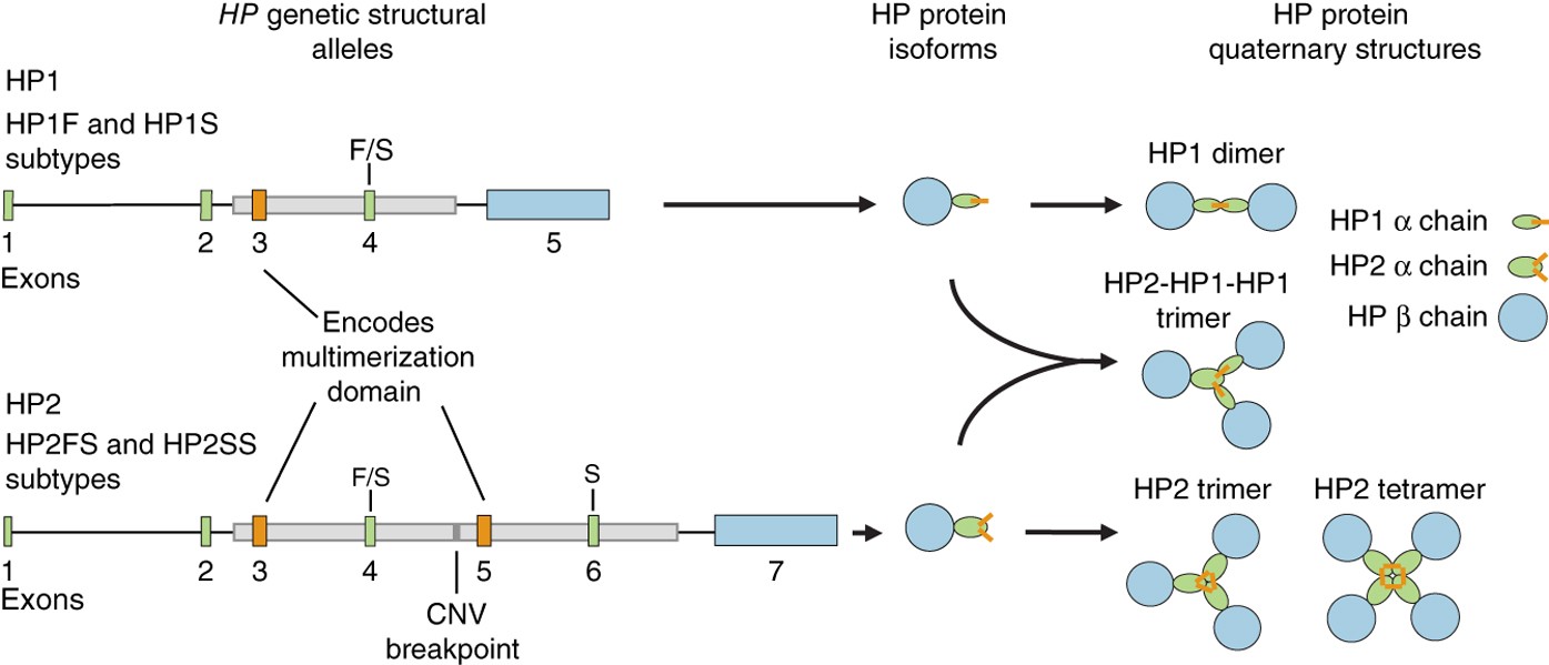Recurring exon deletions in the HP (haptoglobin) gene contribute to lower  blood cholesterol levels | Nature Genetics