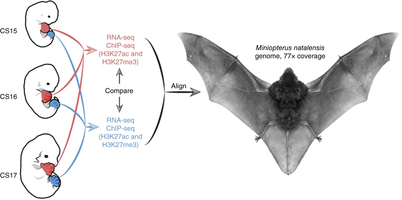 Transcriptomic and epigenomic characterization of the developing bat wing |  Nature Genetics