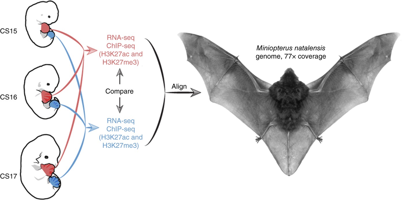 Transcriptomic and epigenomic characterization of the developing bat wing | Nature Genetics