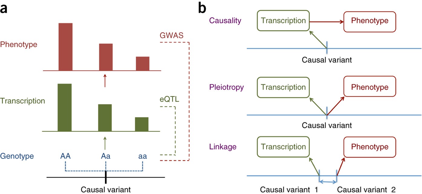 Integration of summary data from GWAS and eQTL studies predicts complex  trait gene targets | Nature Genetics