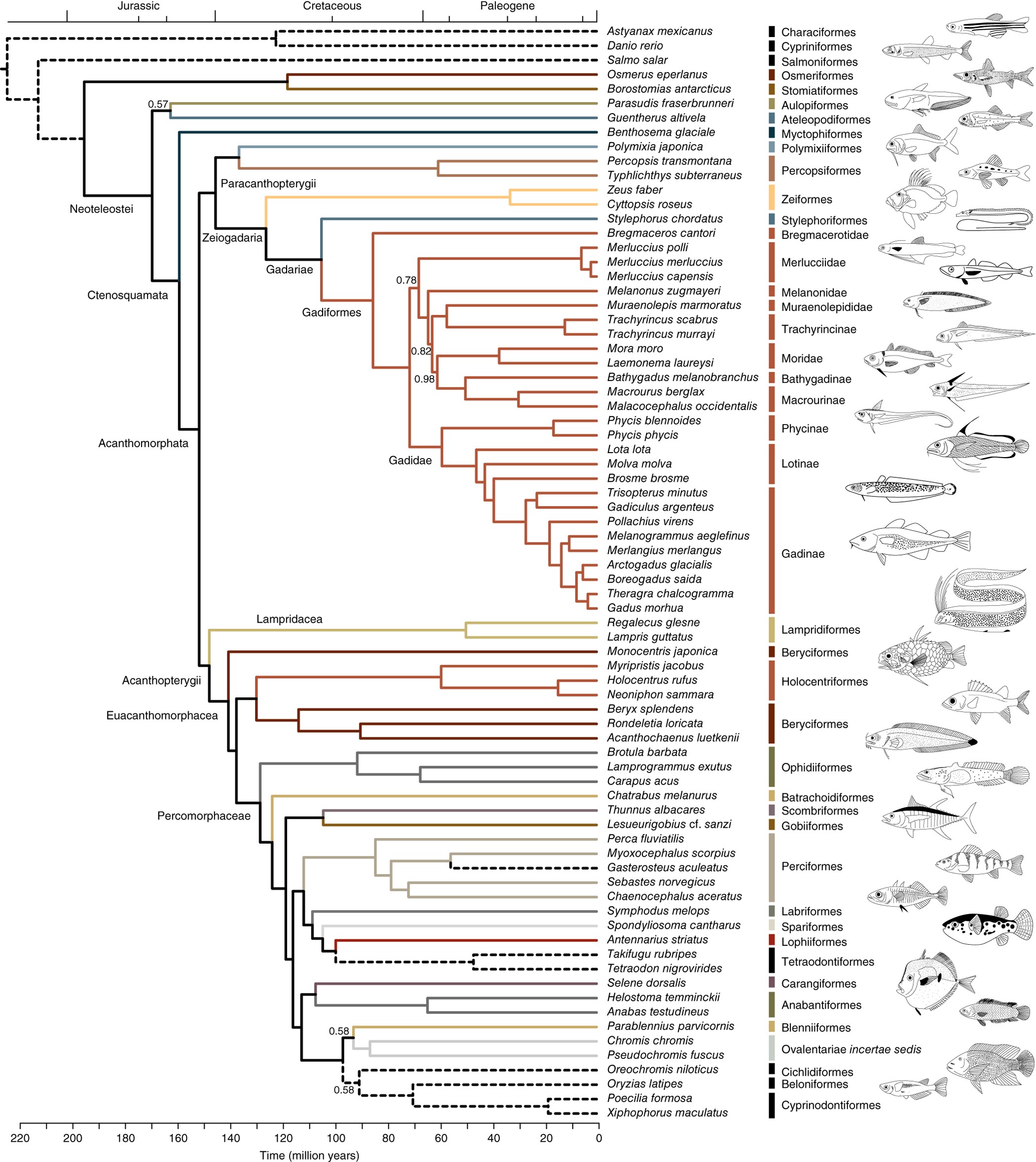 FAU  Study Resolves 50-Year Dispute of Teleost Fishes Ancestral Lineage