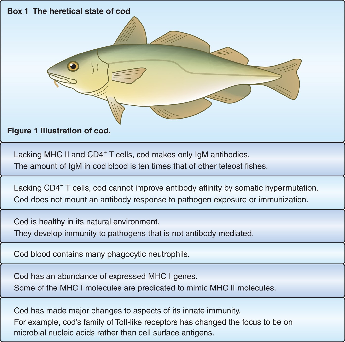 How the codfish changed its immune system