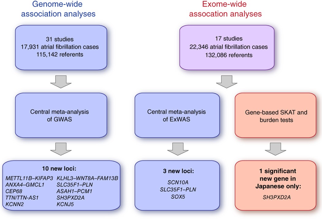 large scale analyses of common and rare variants identify 12 new loci associated with atrial fibrillation nature genetics