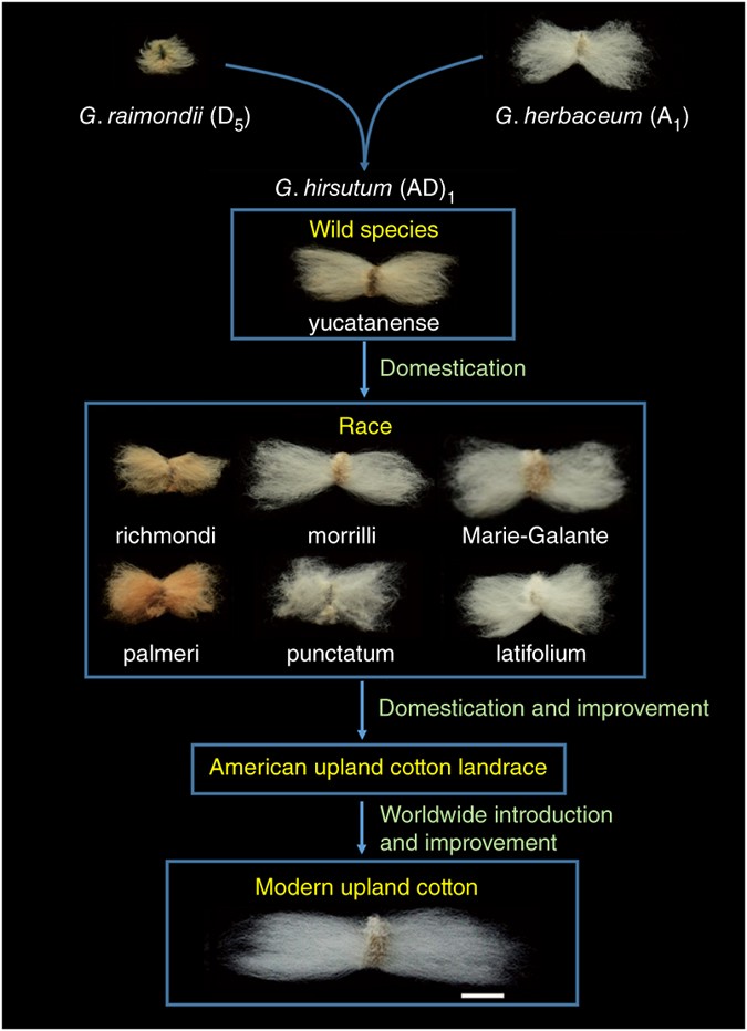 Genomic analyses in cotton identify signatures of selection and loci associated with fiber quality and yield traits | Nature Genetics Genomic analyses in cotton identify signatures of selection and loci associated with fiber quality and yield traits | Nature Genetics