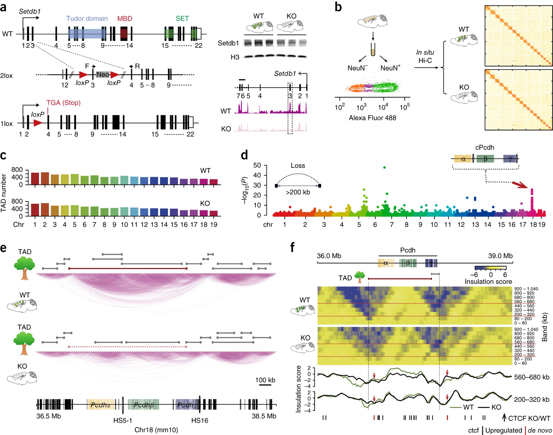 The Methyltransferase Setdb1 Regulates A Large Neuron Specific Topological Chromatin Domain Nature Genetics The Methyltransferase Setdb1 Regulates A Large Neuron Specific Topological Chromatin Domain Nature Genetics