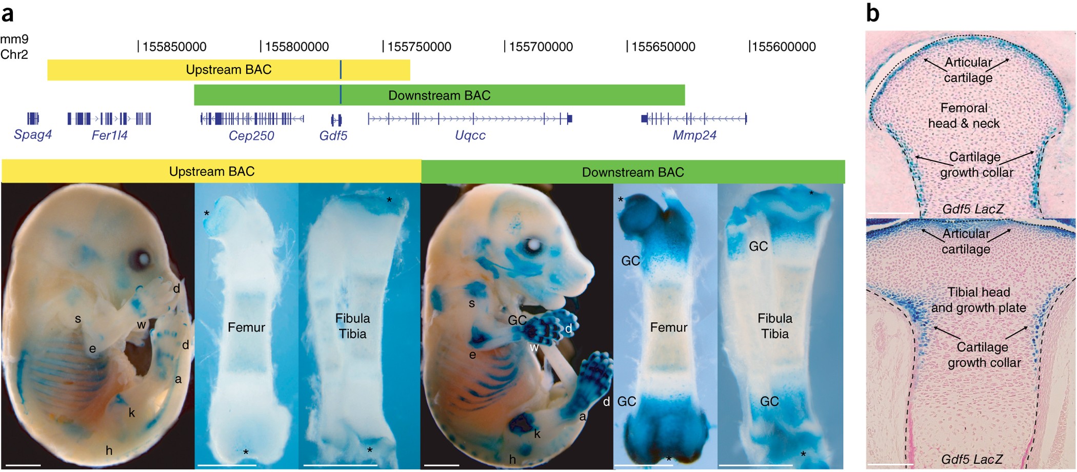 Ancient selection for derived alleles at a GDF5 enhancer influencing human  growth and osteoarthritis risk | Nature Genetics