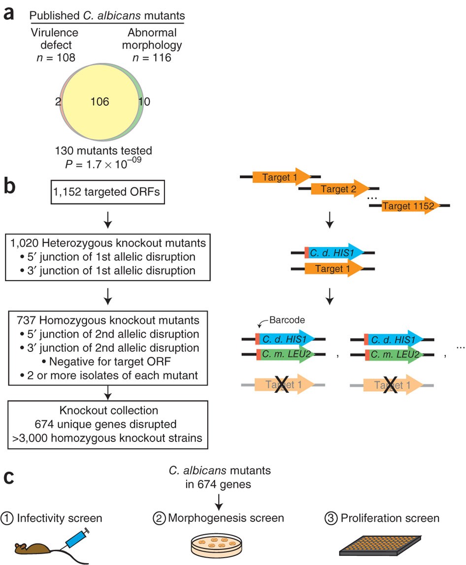 Mutant septins evade exclusion by quality control if assembled into