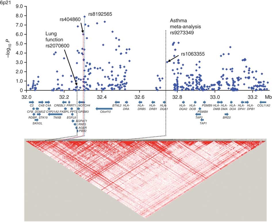 Genome-wide association study identifies three new susceptibility loci for  adult asthma in the Japanese population | Nature Genetics