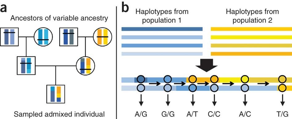 Recombination rates in admixed individuals identified by ancestry-based  inference | Nature Genetics