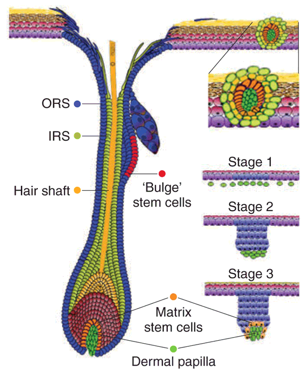 Upending the hair follicle | Nature Genetics