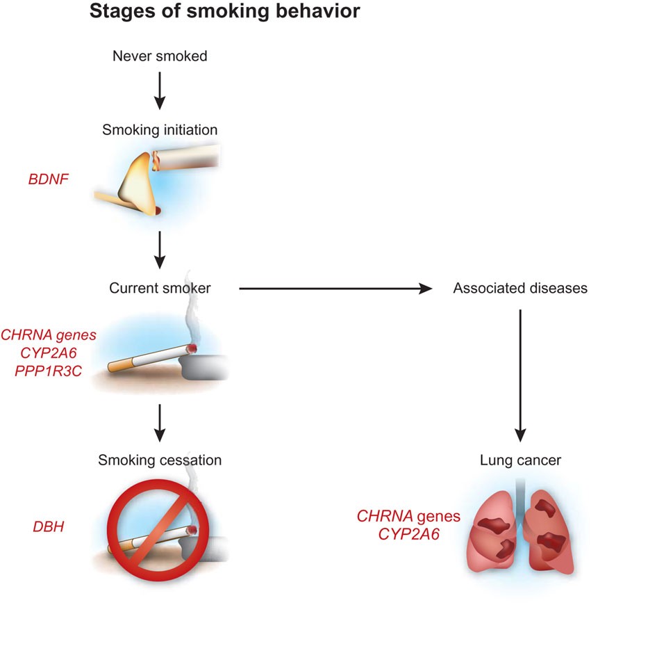 what is the link between heredity and tobacco addiction apex Chipping away at the genetics of smoking behavior