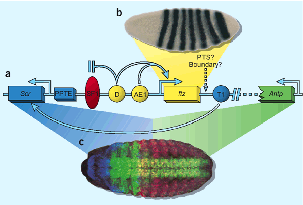 Ensuring Enhancer Fidelity Nature Genetics