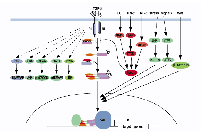 Tgf B Signaling In Tumor Suppression And Cancer Progression Nature Genetics