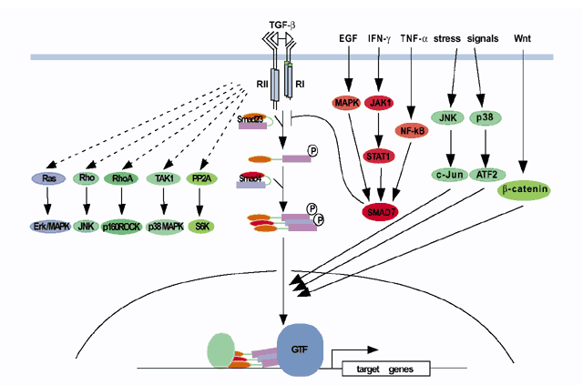 TGF-β signaling in tumor suppression and cancer progression | Nature  Genetics