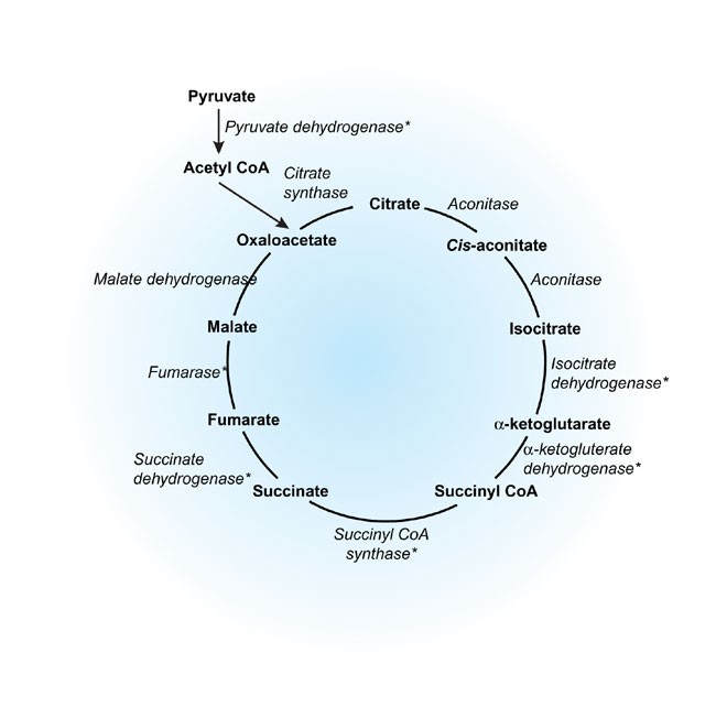 Diagram of the kreb cycle