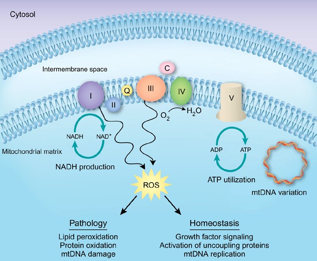 Buffering Mitochondrial Dna Variation Nature Genetics