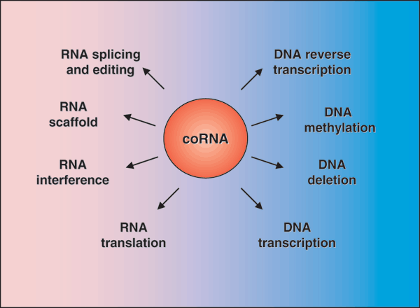 The four Rs of RNA-directed evolution | Nature Genetics