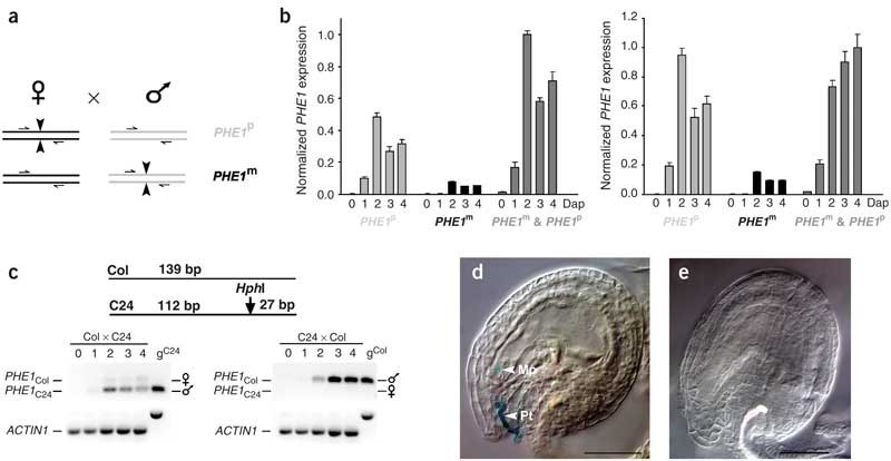 The Arabidopsis thaliana MEDEA Polycomb group protein controls expression  of PHERES1 by parental imprinting | Nature Genetics