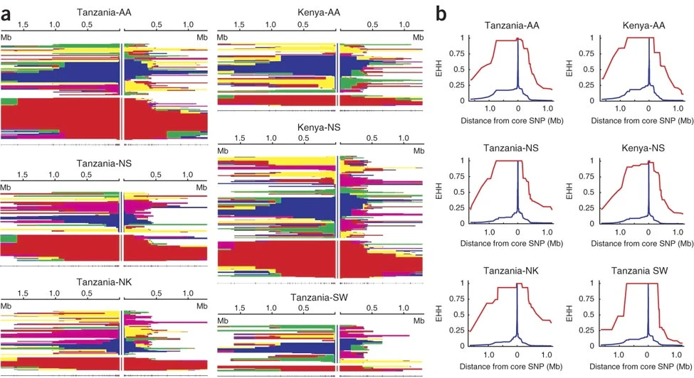 Convergent adaptation of human lactase persistence in Africa and Europe