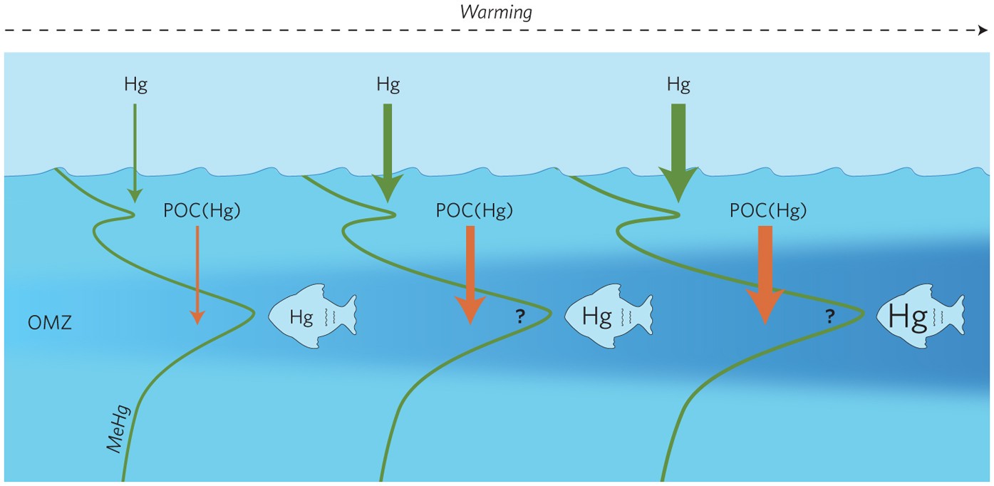 Methylmercury Manufacture Nature Geoscience