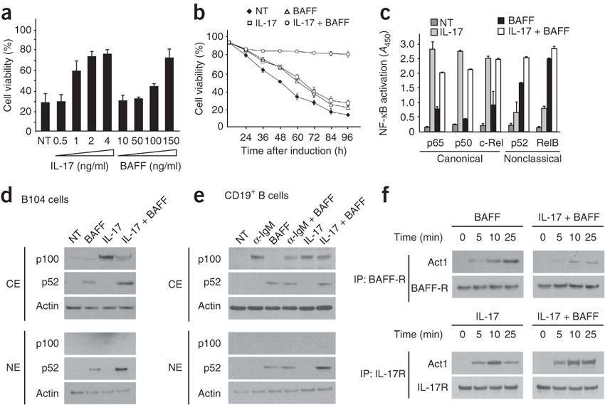 Interleukin 17 Acts In Synergy With B Cell Activating Factor To Influence B Cell Biology And The Pathophysiology Of Systemic Lupus Erythematosus Nature Immunology
