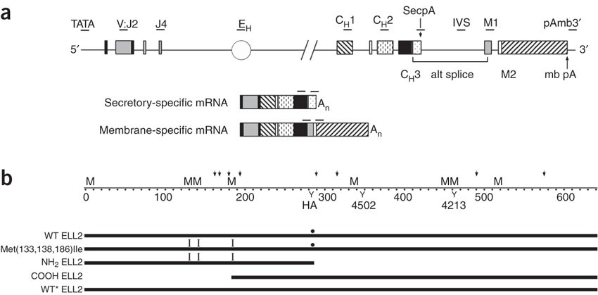 transcription-elongation-factor-ell2-directs-immunoglobulin-secretion-in-plasma-cells-by-stimulating-altered-rna-processing-nature-immunology