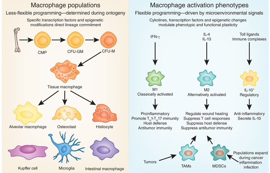 Макрофаги 1 2. Строение макрофагов иммунология. Маркеры м2 макрофагов. Тканевые макрофаги образуются из. Синтез макрофагов.