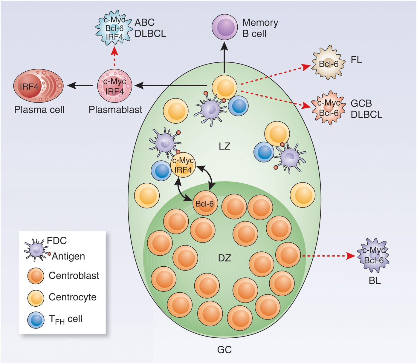 The case of the missing c-Myc | Nature Immunology