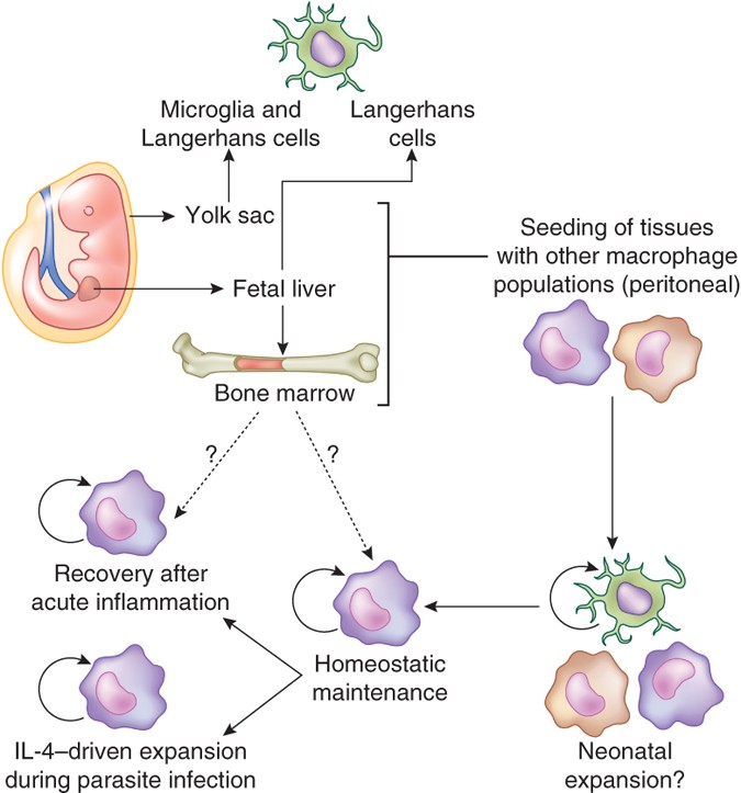 Tissue Resident Macrophages Nature Immunology