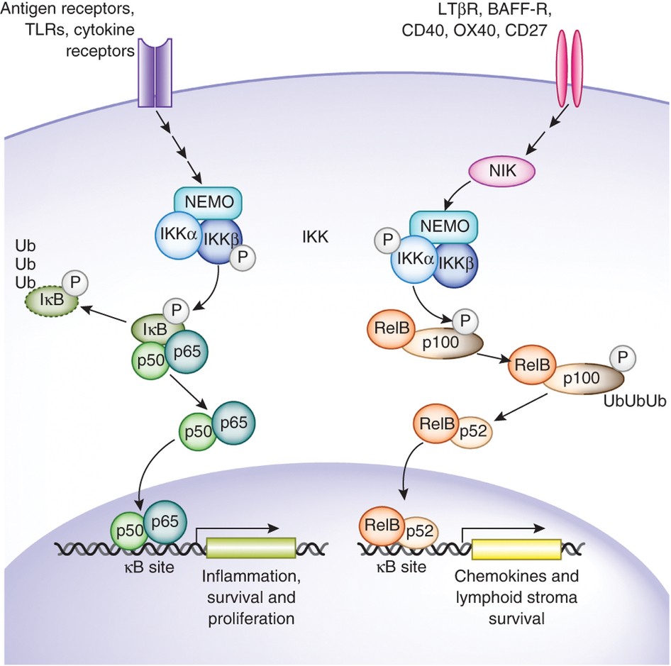 NF-κB control of T cell development | Nature Immunology