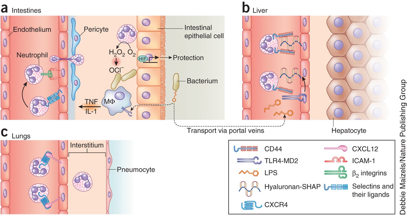 Neutrophils At Work | Nature Immunology