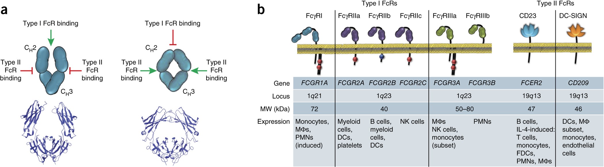 Type I and type II Fc receptors regulate innate and adaptive immunity