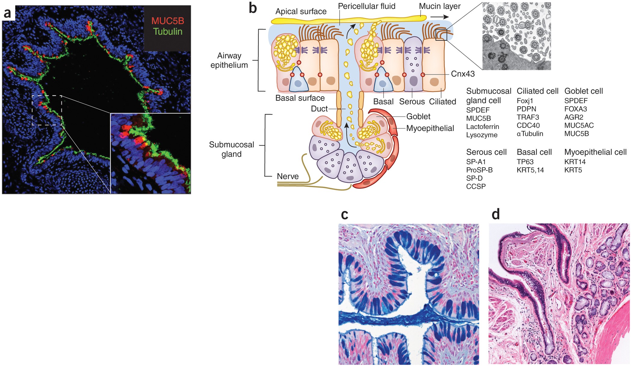 Respiratory epithelial cells orchestrate pulmonary innate immunity