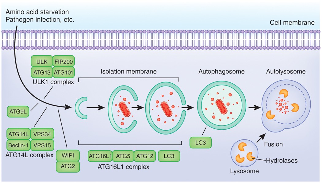 Autophagy And Autophagy Related Proteins In The Immune System Nature Immunology