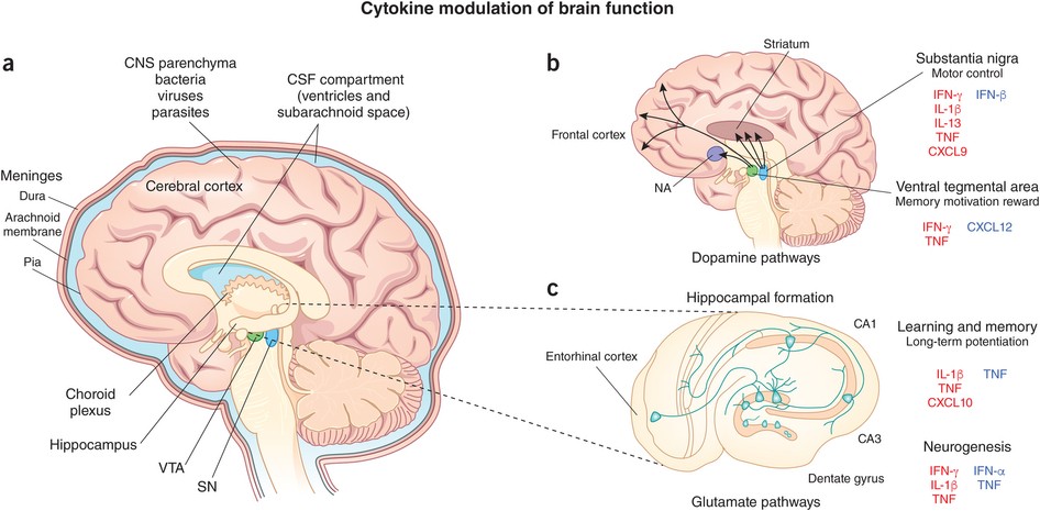 Infectious immunity in the central nervous system and brain ...