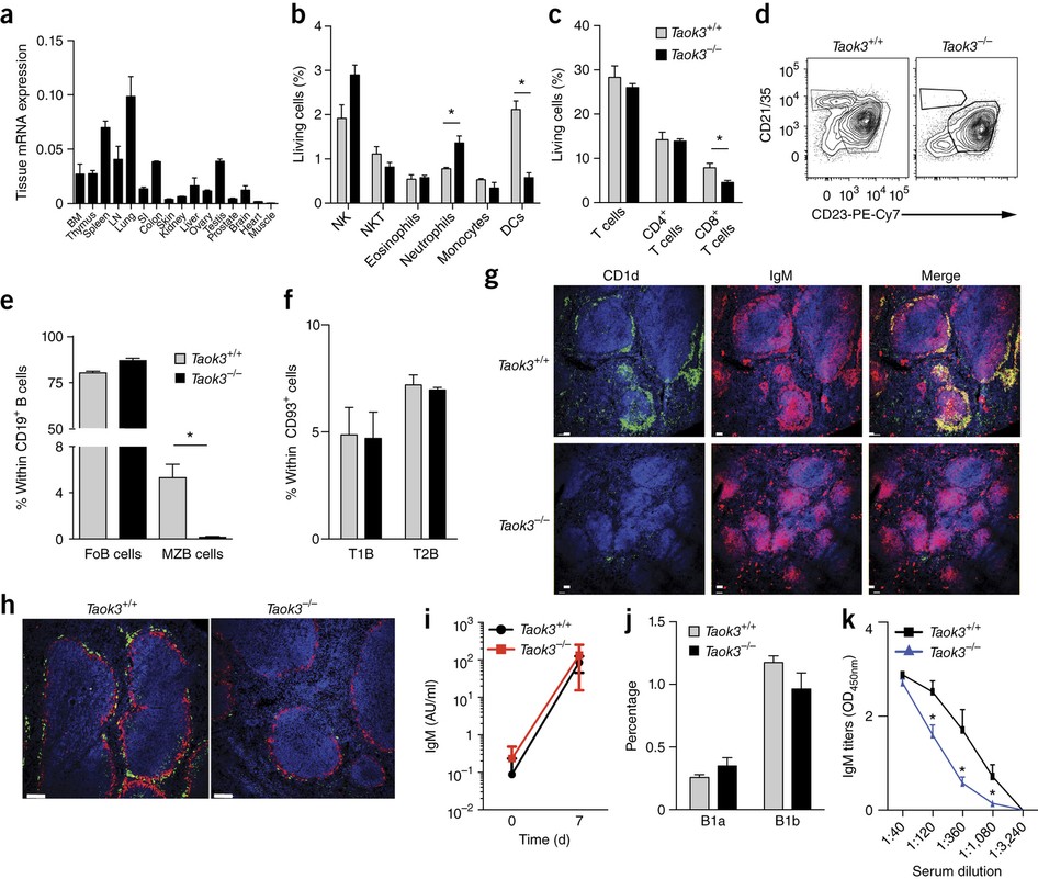 Transitional B Cells Commit To Marginal Zone B Cell Fate By Taok3 Mediated Surface Expression Of Adam10 Nature Immunology Transitional B Cells Commit To Marginal Zone B Cell Fate By Taok3 Mediated Surface Expression Of Adam10 Nature Immunology