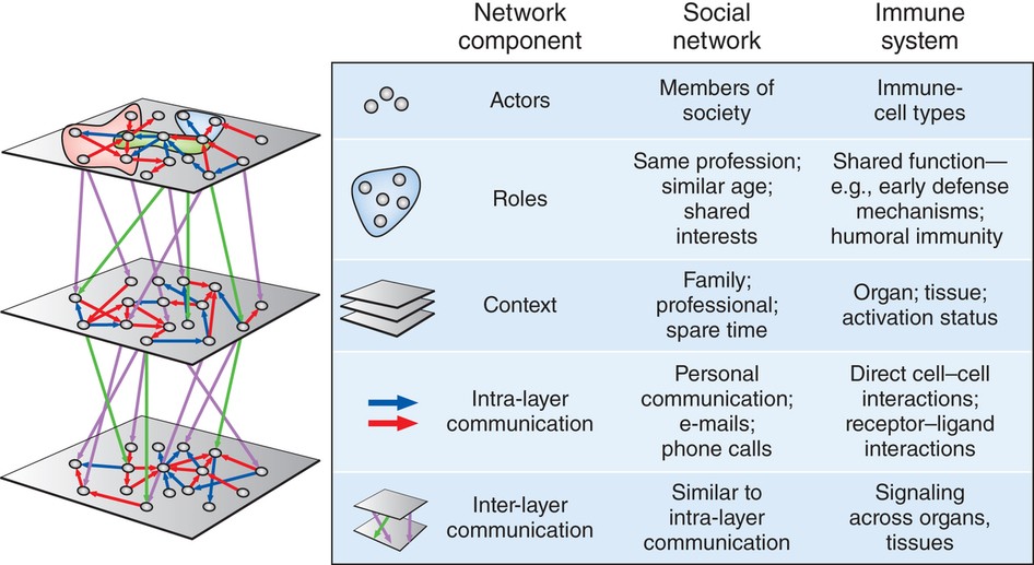 Система network. Система нетворк. Net formation Immunology. Immune Network Theory. Лев нетворк система.