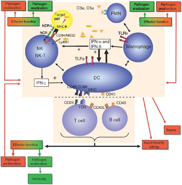 The interface between innate and adaptive immunity | Nature Immunology