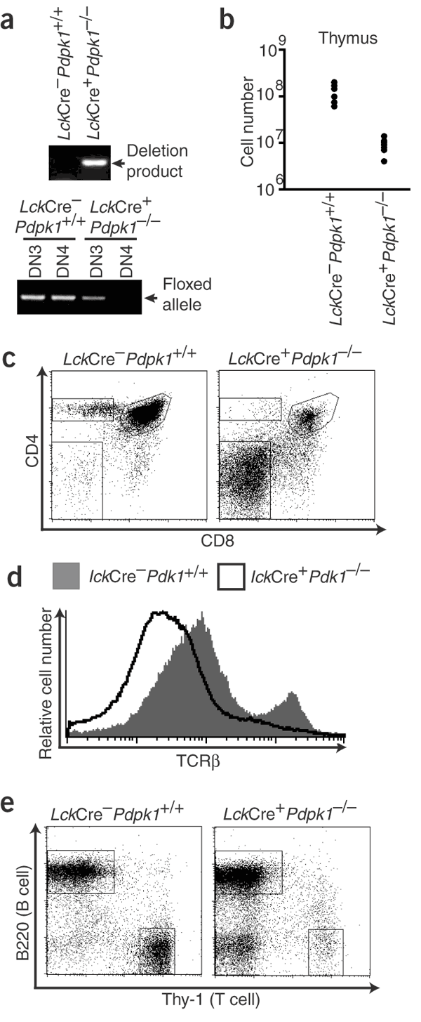 The serine kinase phosphoinositide-dependent kinase 1 (PDK1) regulates T  cell development | Nature Immunology