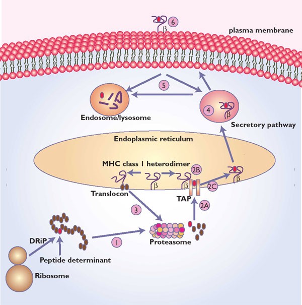 Viral interference with antigen presentation | Nature Immunology