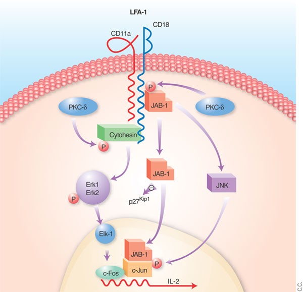 LFA-1: more than just T cell Velcro | Nature Immunology