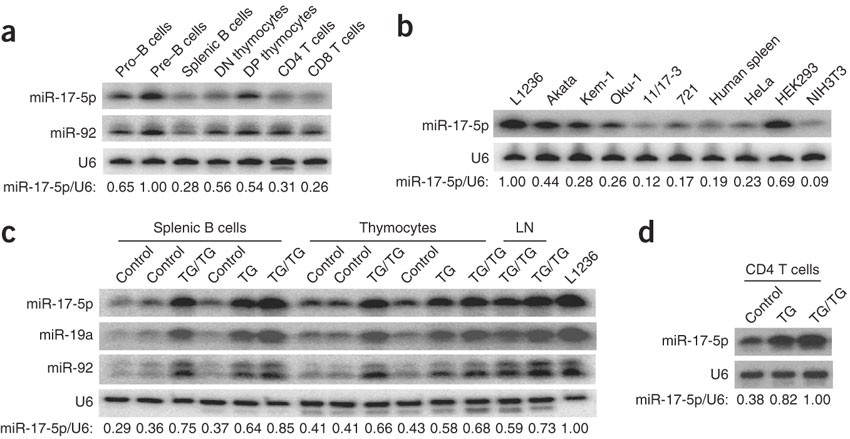 lymphoproliferative disease and autoimmunity in mice with increased mir 17 92 expression in lymphocytes nature immunology