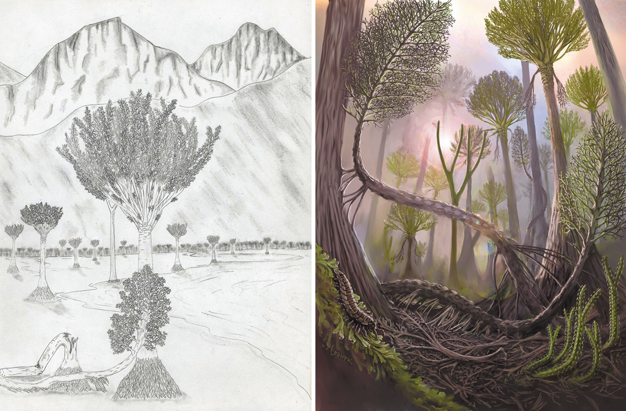 Science Illustration Picture Perfect Nature