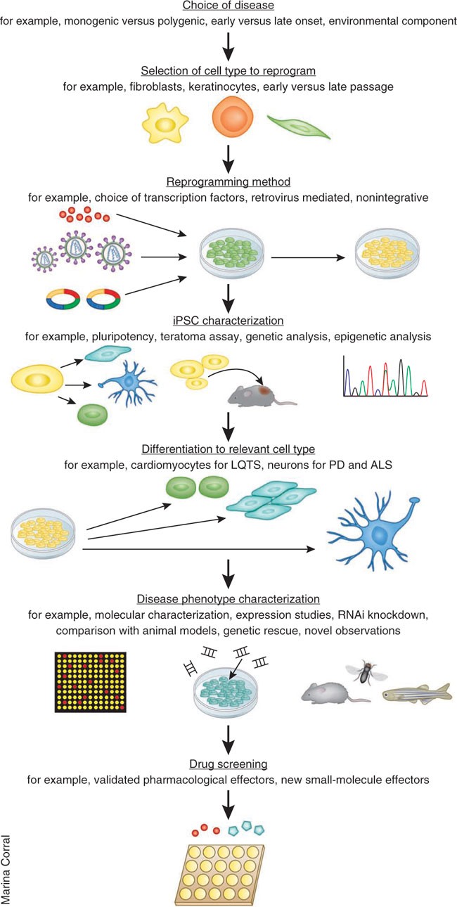 Diseases in a dish: modeling human genetic disorders using induced pluripotent cells | Nature Medicine Diseases in a dish: modeling human genetic disorders using induced pluripotent cells | Nature Medicine