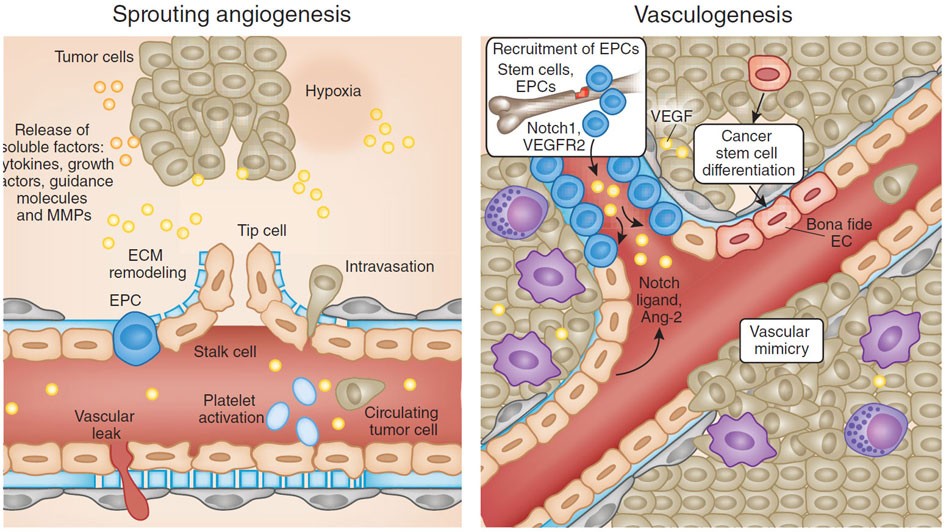 ghk-cu cancer risk angiogenesis Angiogenic signaling pathways and anti-angiogenic therapy for Dimeric copper peptide incorporated hydrogel